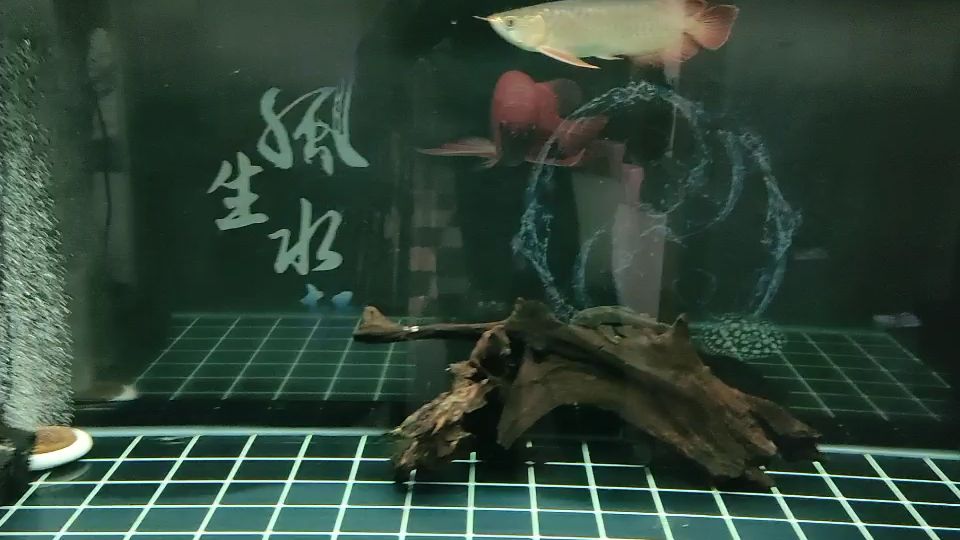 在家看魚 觀賞魚論壇 第1張