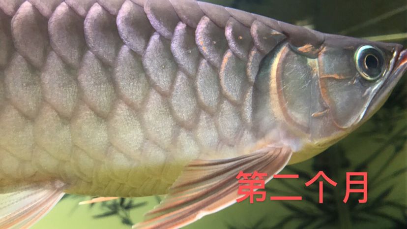 3個(gè)月[zhu] 觀賞魚論壇 第3張