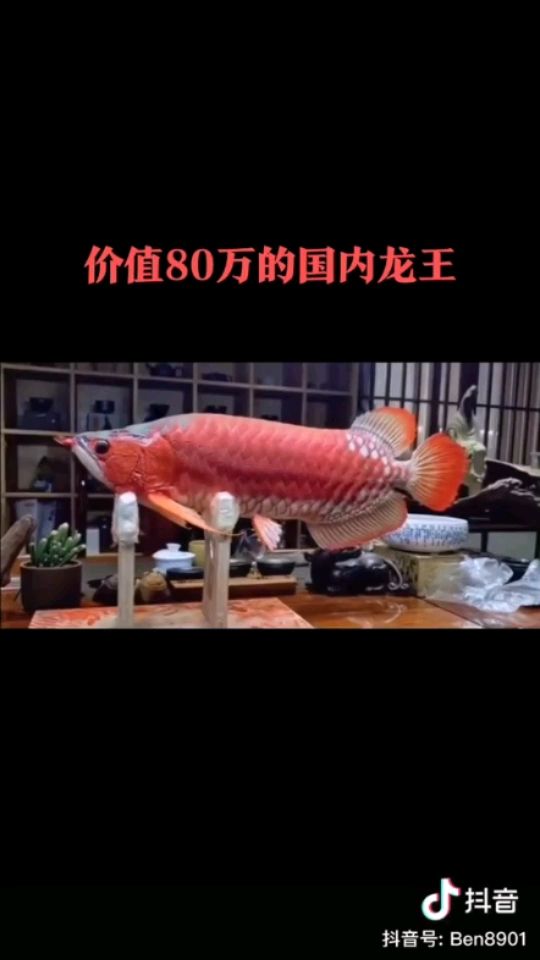 轉(zhuǎn)發(fā) 觀賞魚論壇 第1張