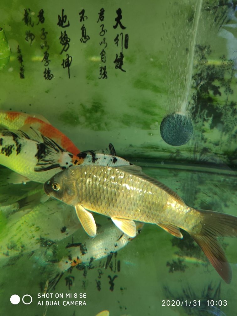 制作無需喂食的生態(tài)魚缸圖片（制作無需喂食的生態(tài)魚缸圖片）