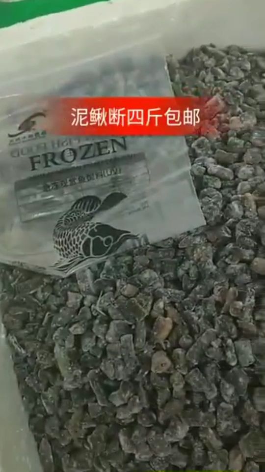 泥鰍段！ 觀賞魚(yú)論壇 第1張