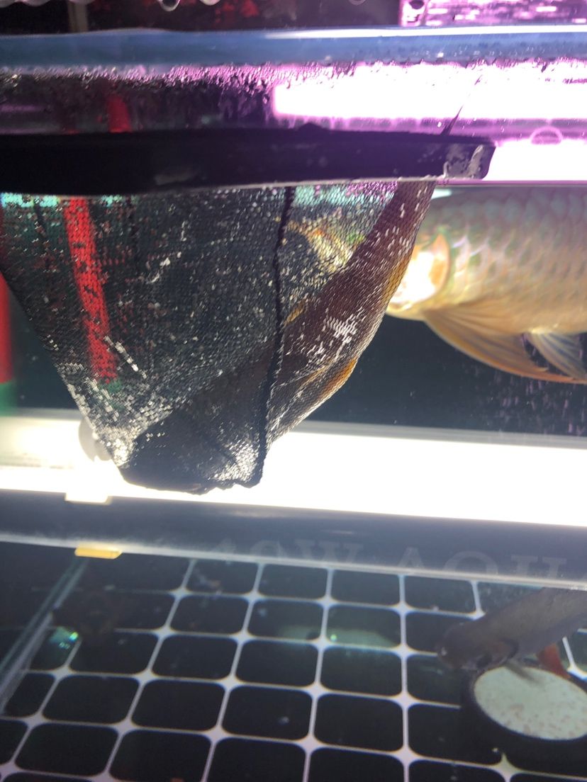 亞克力魚(yú)缸怎么清理 亞克力魚(yú)缸水垢清除妙招 潛水泵 第2張