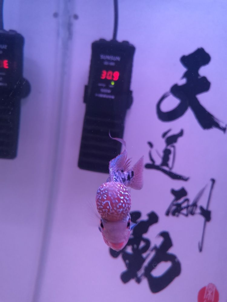 白點(diǎn)病，快的好吧。 觀賞魚論壇 第3張