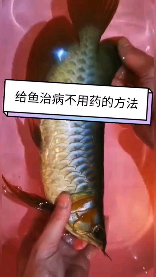 輕松治水莓 觀賞魚論壇 第1張