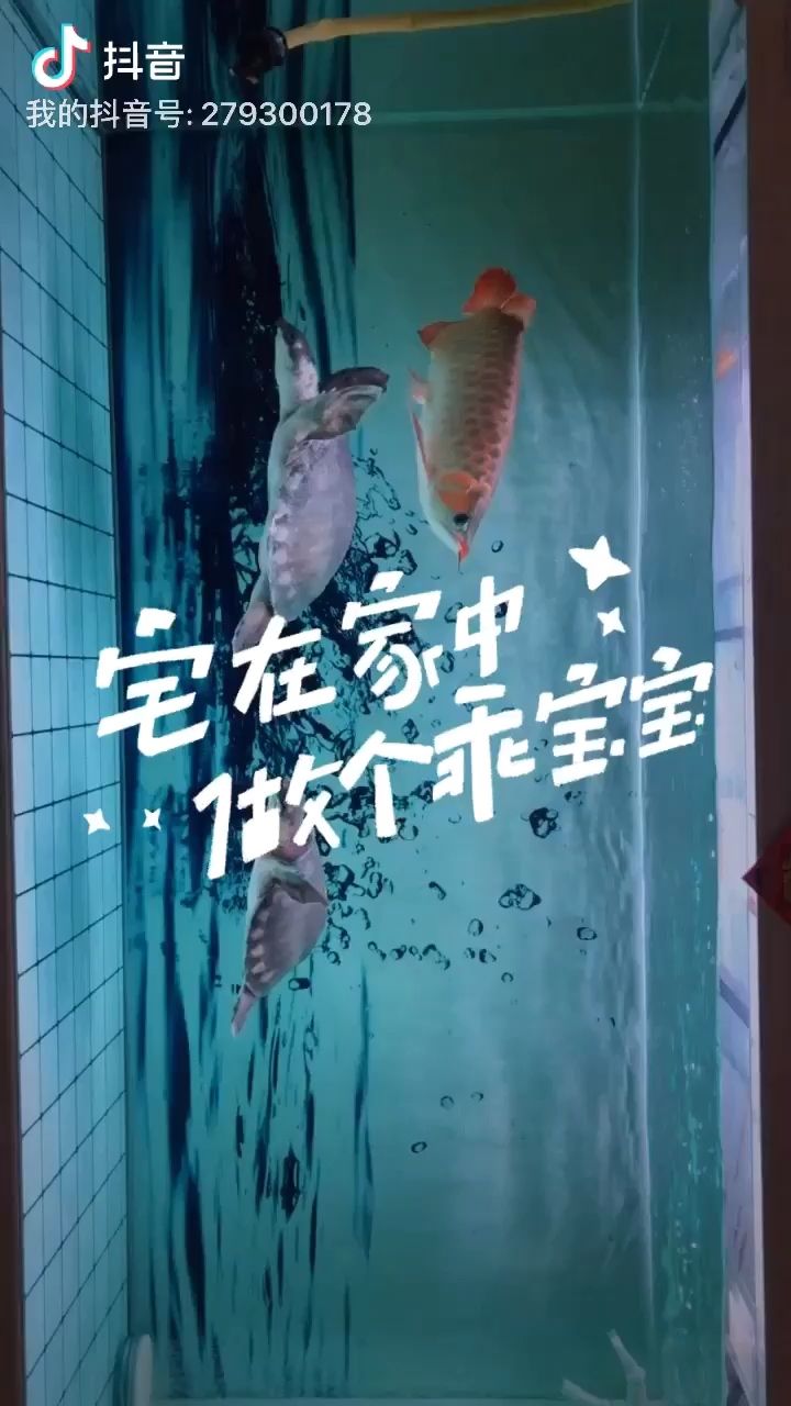 界首市西城一諾水族金魚店 全國水族館企業(yè)名錄