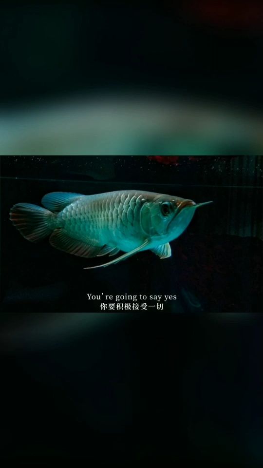 請(qǐng)接受養(yǎng)魚(yú)之路 觀賞魚(yú)論壇 第1張