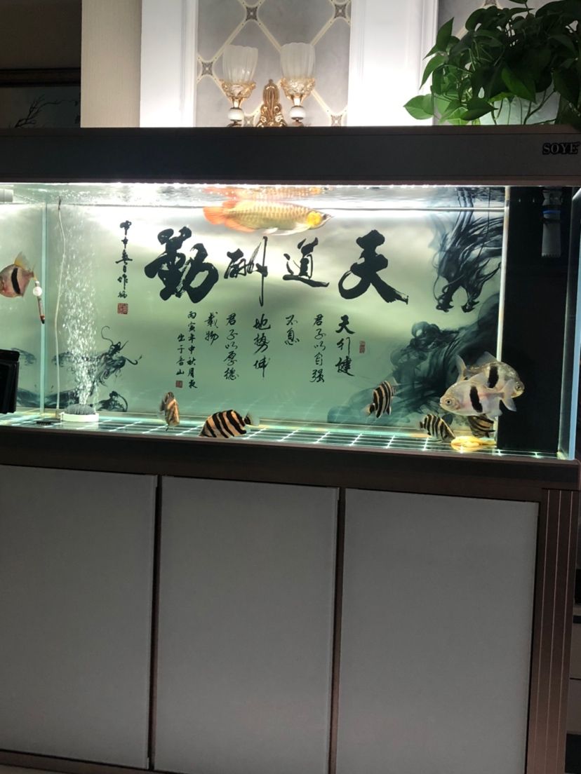 放水3/4 挪缸成功 觀賞魚(yú)論壇 第2張