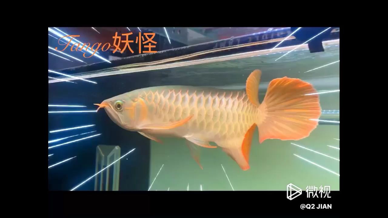 只能在家玩魚(yú)了 觀賞魚(yú)論壇 第1張