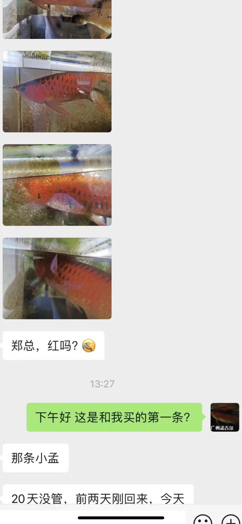 孟吉爾～小孟，云南魚(yú)友飼養(yǎng)反饋 觀賞魚(yú)論壇 第1張