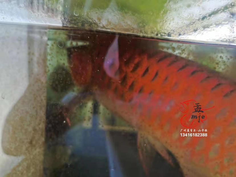 孟吉爾～小孟，云南魚(yú)友飼養(yǎng)反饋 觀賞魚(yú)論壇 第4張