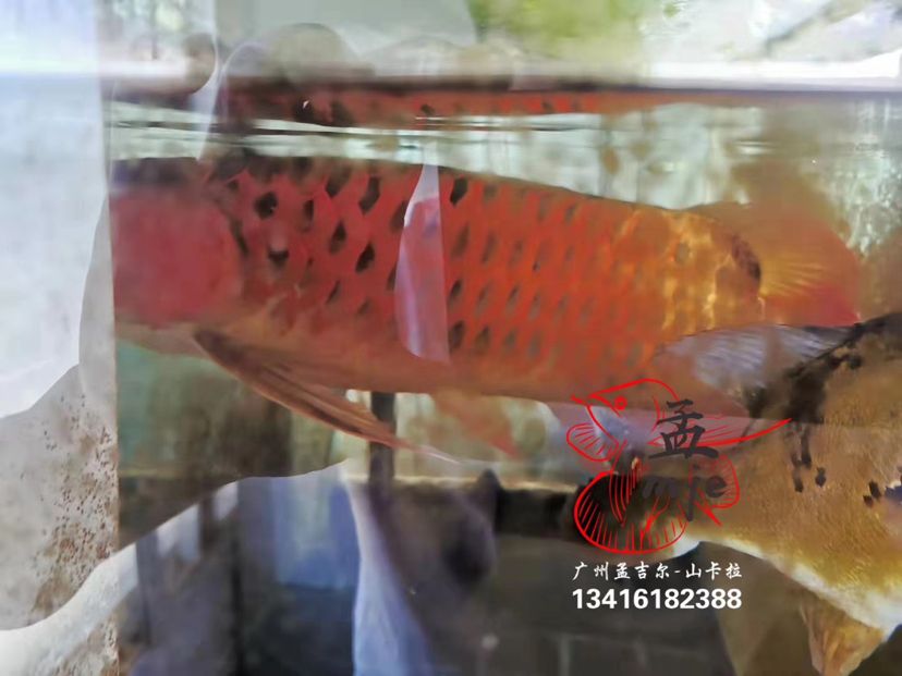 孟吉爾～小孟，云南魚(yú)友飼養(yǎng)反饋 觀賞魚(yú)論壇 第3張