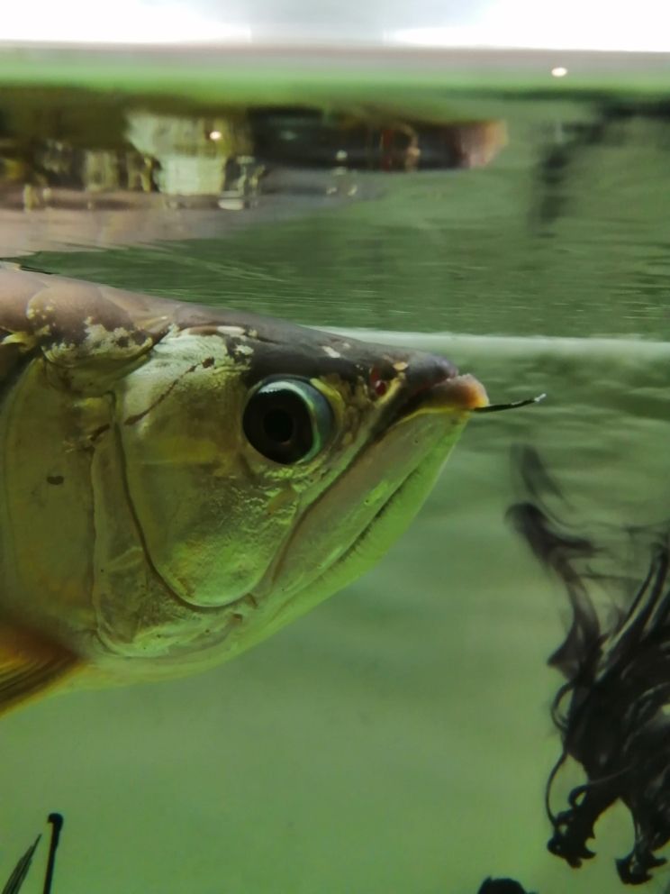 魚缸上過濾制作過程（圓形魚缸過濾水循環(huán)制作）