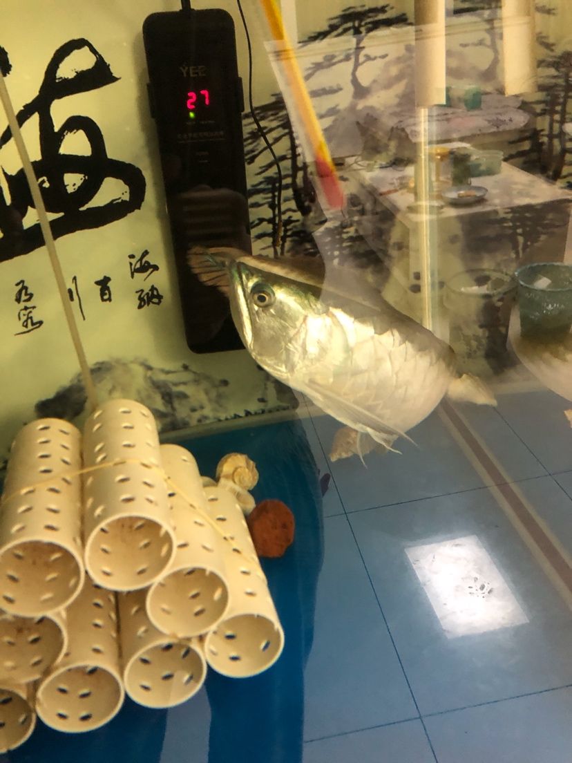 銀龍是蒙眼嗎？ 觀賞魚論壇 第3張