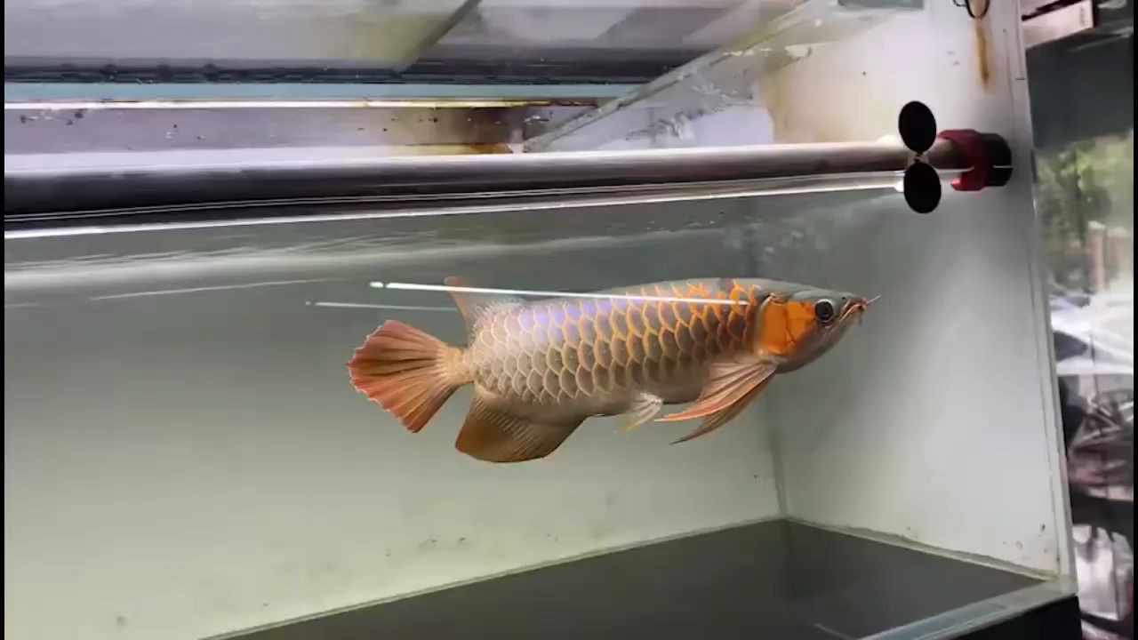 湖州魚缸安裝公司地址及電話多少（水族箱裝飾品哪家賣的便宜） 水族世界 第1張