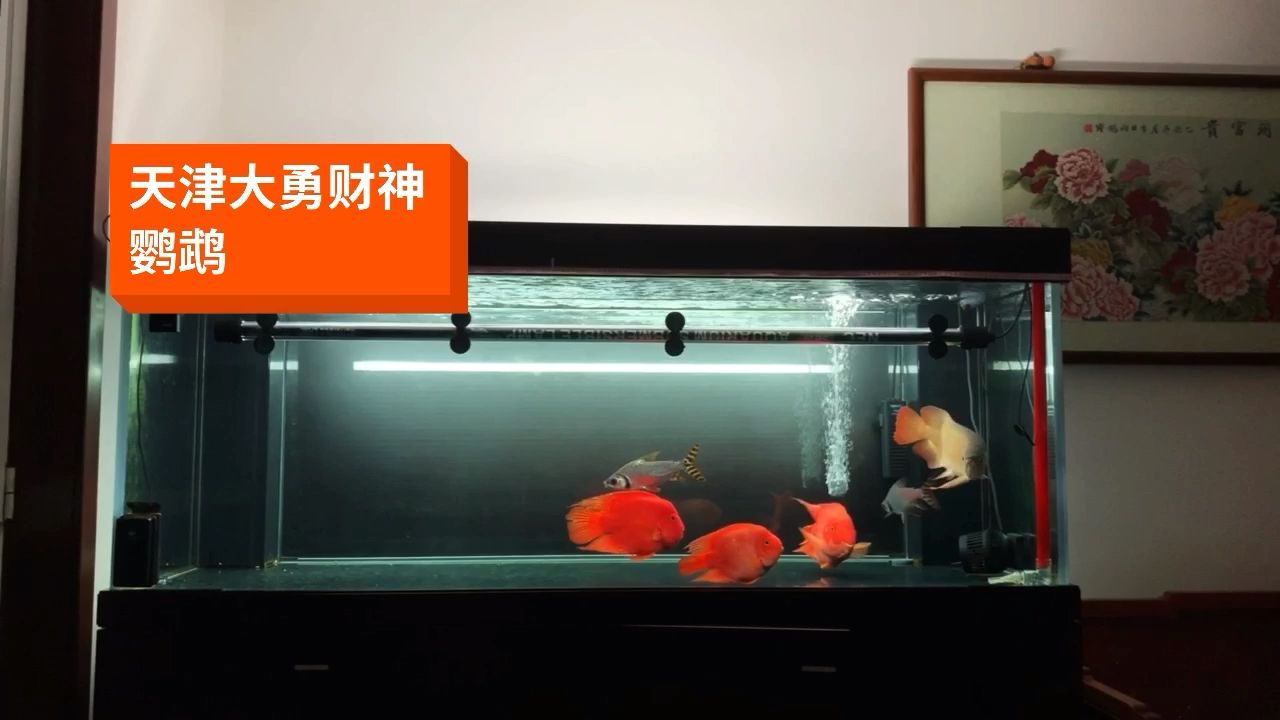 在家呆著更累 觀賞魚論壇 第1張