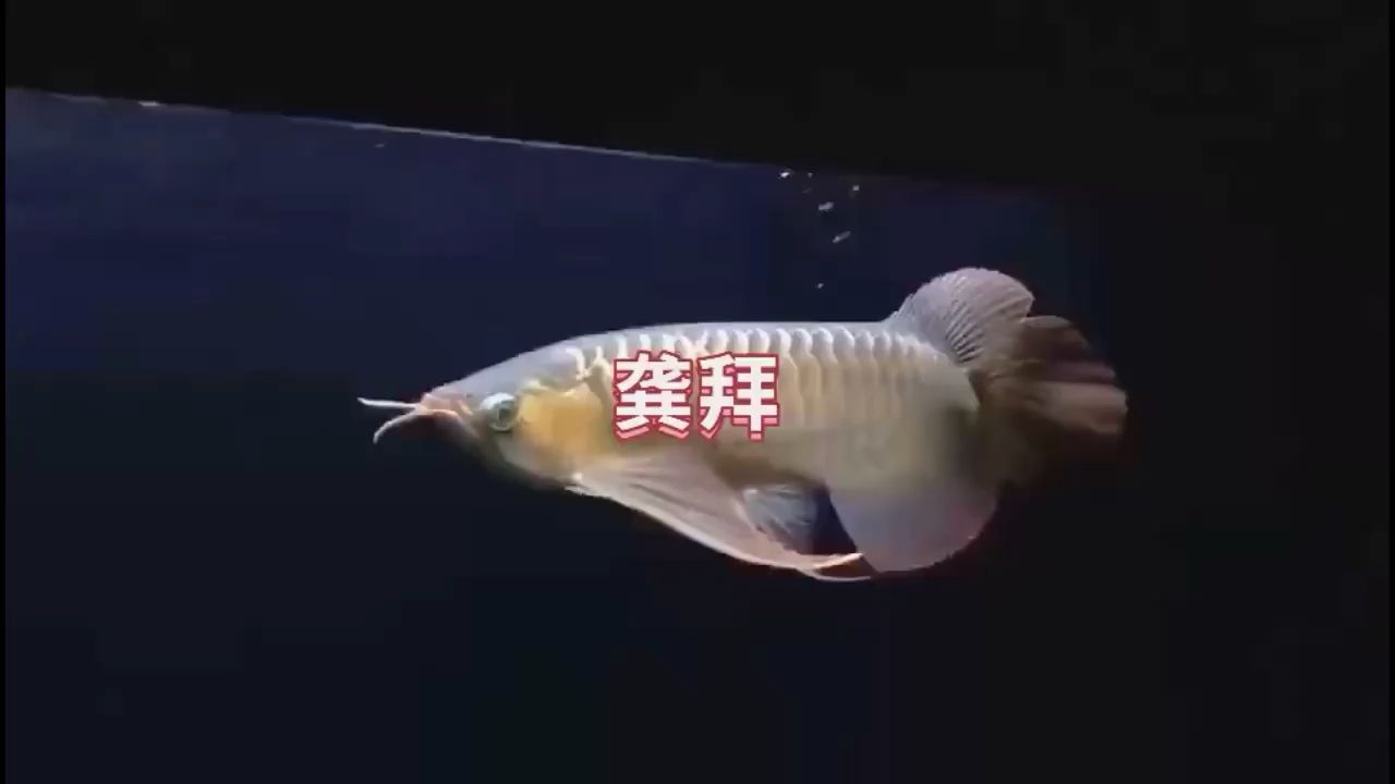 盜魚(yú) 觀賞魚(yú)論壇 第1張