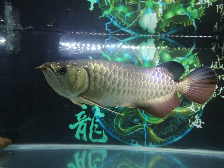 錦州魚(yú)缸廠招聘電話號(hào)碼是多少呀（遼寧錦州有做魚(yú)缸的嗎） 龍魚(yú)百科