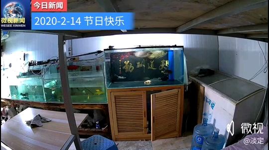 2—14  終于抓住它倆偷晴了 觀賞魚論壇 第1張