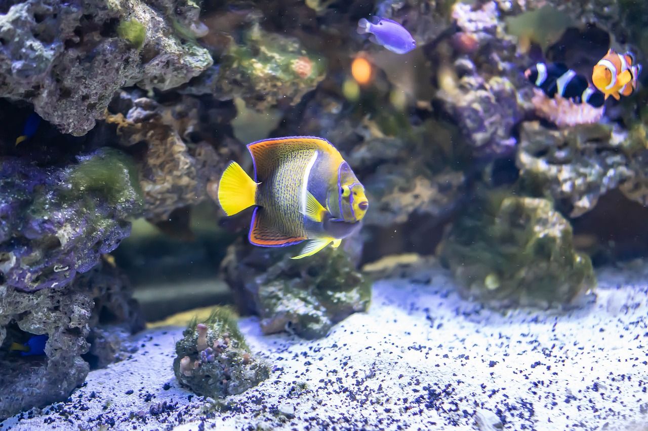 大連水族批發(fā)市場在哪里呀最近（大連定制魚缸哪家更專業(yè)些）