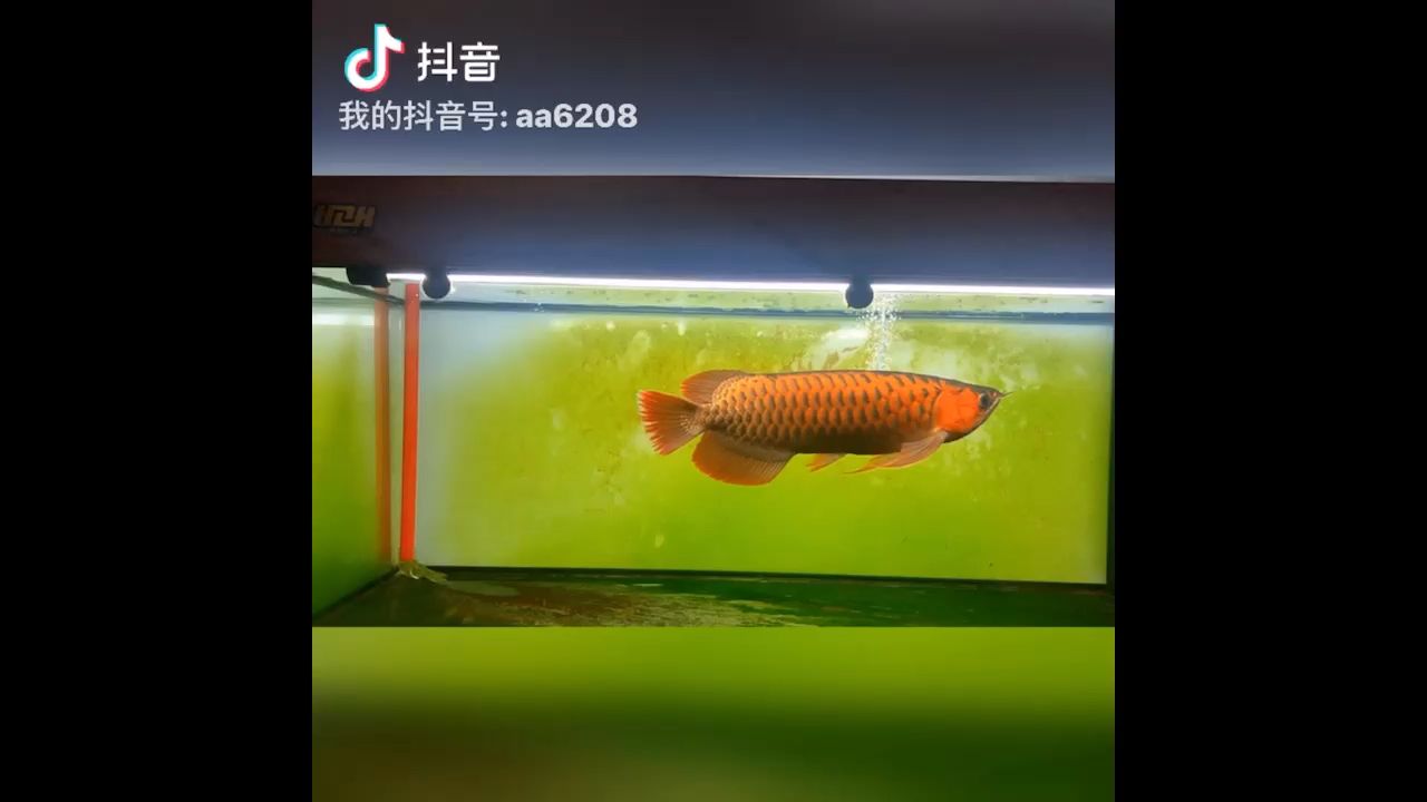 我都開始吃泡面了 觀賞魚論壇 第1張