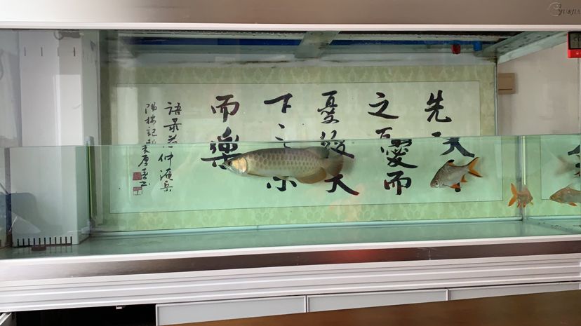 包含潮州魚缸造景培訓(xùn)學(xué)校哪家好的詞條 粗線銀版魚苗