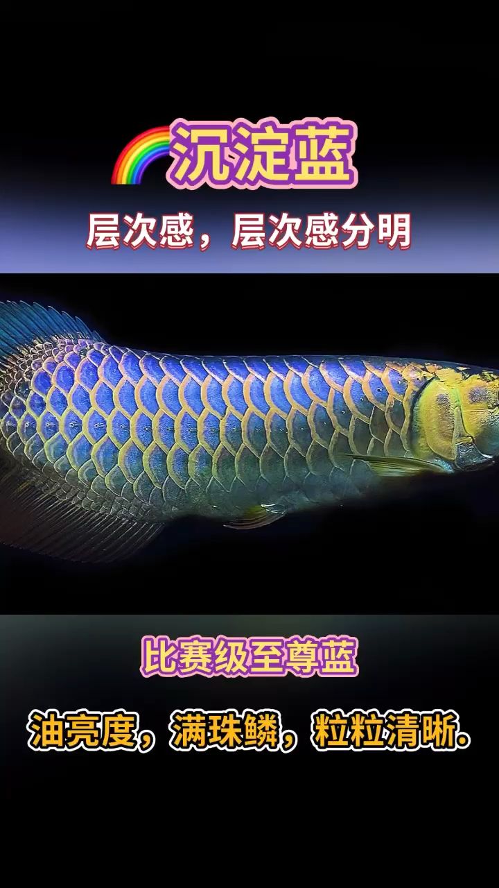 cs273 觀賞魚論壇 第1張