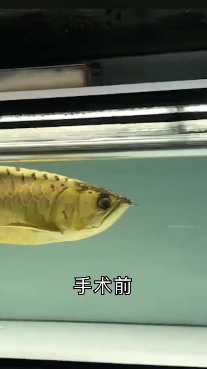 掉眼手術(shù)過(guò)程 觀賞魚(yú)論壇 第1張