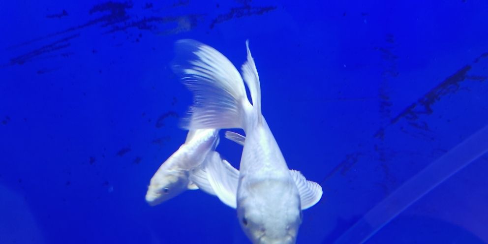 德惠市勝利街紫陽(yáng)水族館（德惠市勝利街紫陽(yáng)水族館電話）