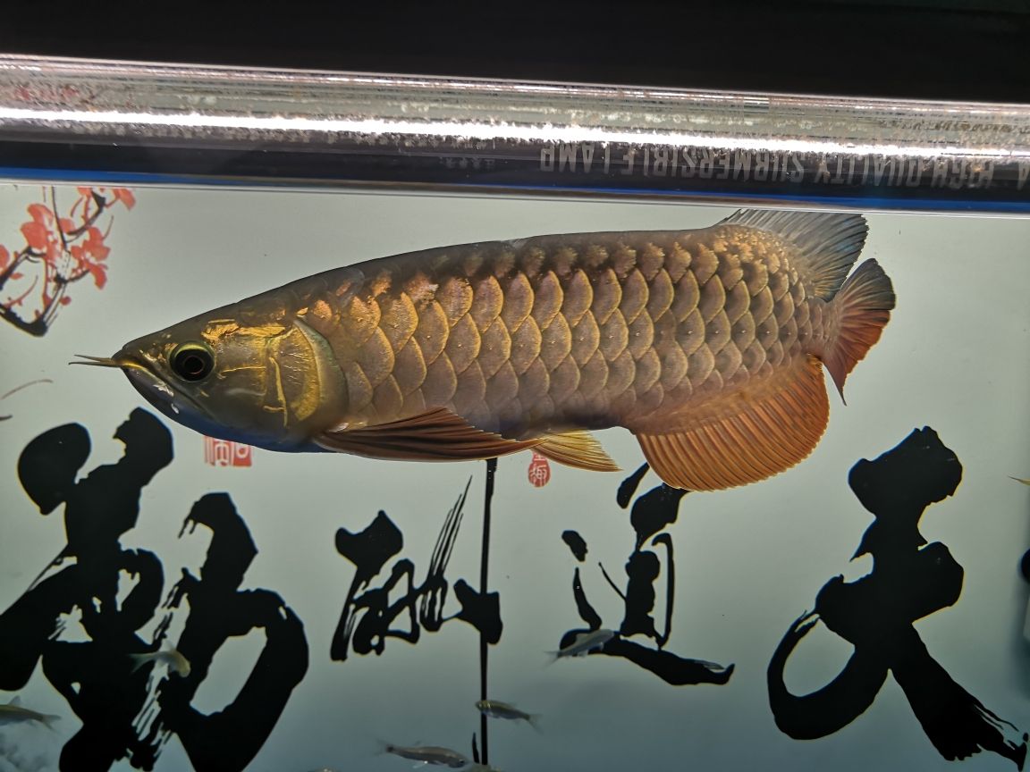 世界上有沒有龍魚這種魚呢（金龍魚是海魚還是淡水魚） iwish愛唯希品牌魚缸 第3張