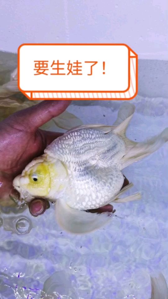 新入手 觀賞魚論壇 第1張