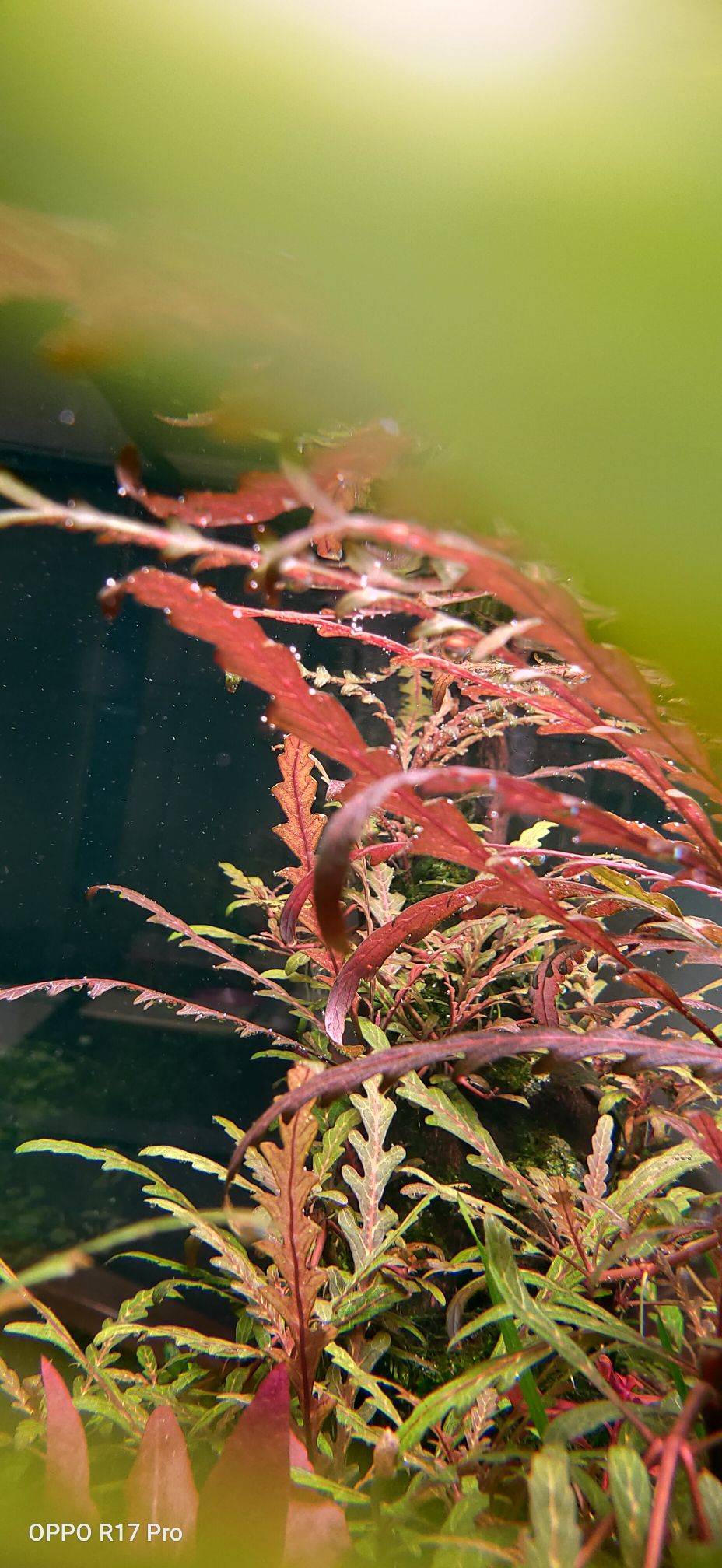 美極觀賞魚(yú)飼料有限公司招聘（極美魚(yú)缸怎么樣） 愛(ài)龍仕