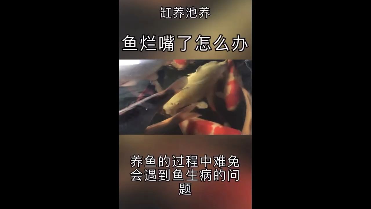 錦鯉魚魚嘴爛了怎么辦？ 觀賞魚論壇 第1張