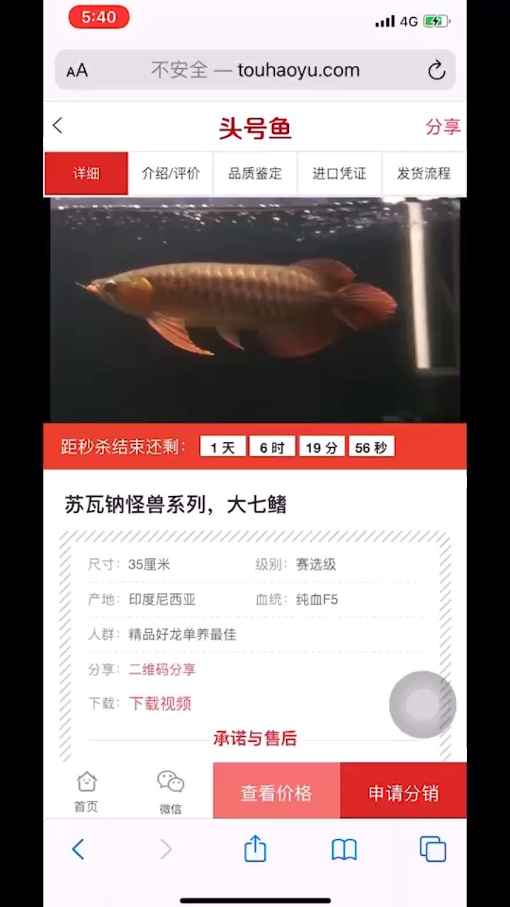 秘魯黑食魚缸造景（ 秘魯黑食魚缸造景效果圖）