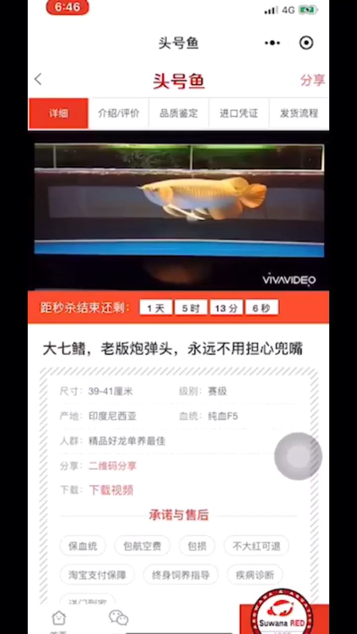 頂級大湖紅龍代購 觀賞魚論壇 第1張