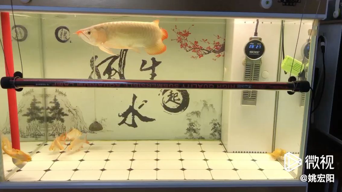 沈陽魚缸定制哪家好一點(diǎn)（沈陽哪里賣魚缸） 水族維護(hù)服務(wù)（上門） 第1張