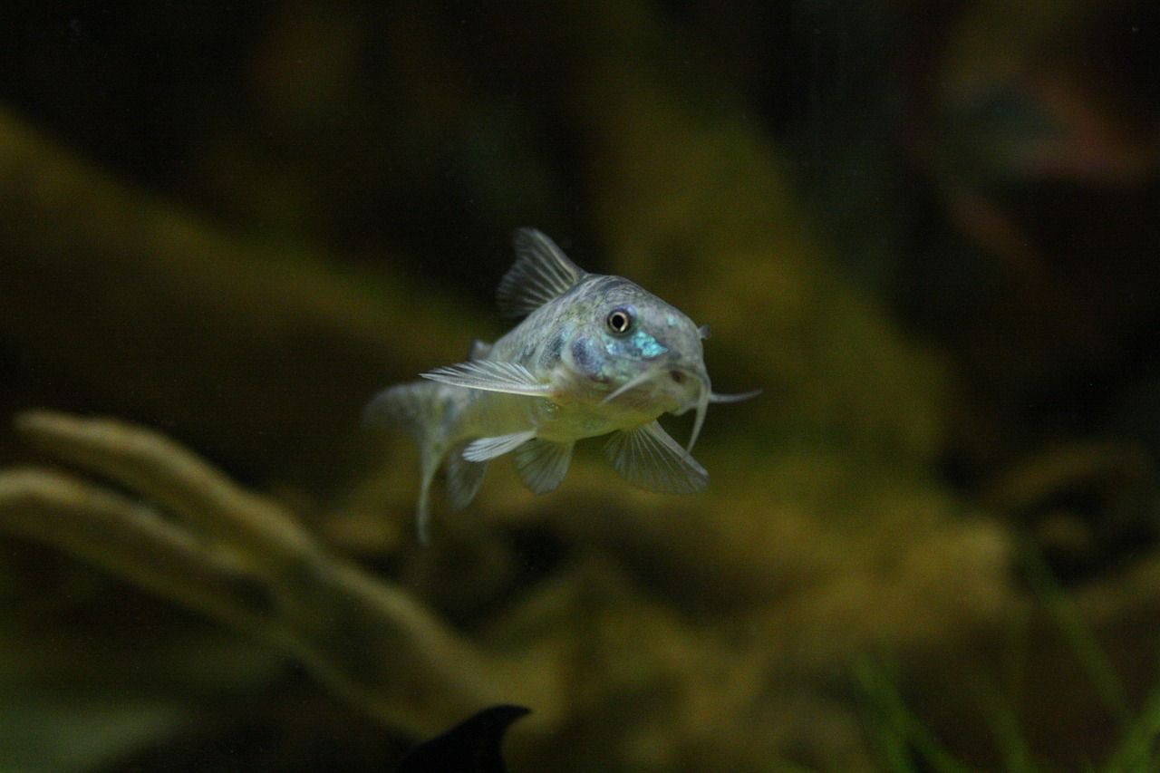 魚(yú)缸加了孔雀石綠多久換水（下完孔雀石綠幾天換水） 廣州觀賞魚(yú)批發(fā)市場(chǎng) 第2張