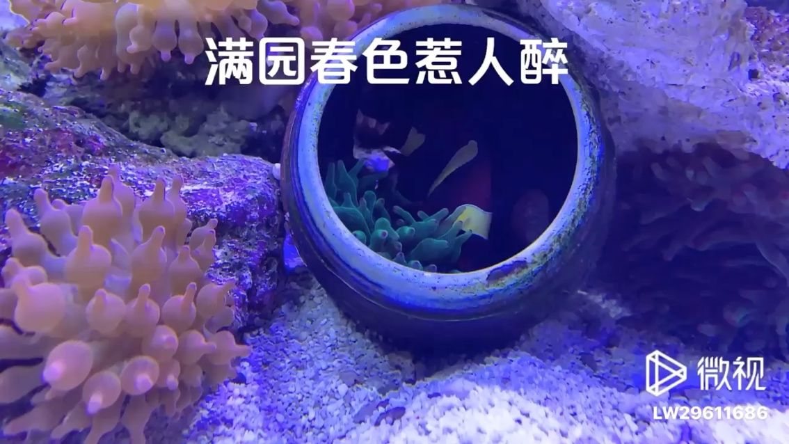 只羨魚(yú)兒不羨仙 觀賞魚(yú)論壇 第1張