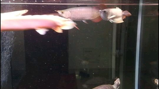 魚(yú)缸內(nèi)放塑料擺件（魚(yú)缸里的擺件怎樣除洉） 蘇虎 第2張