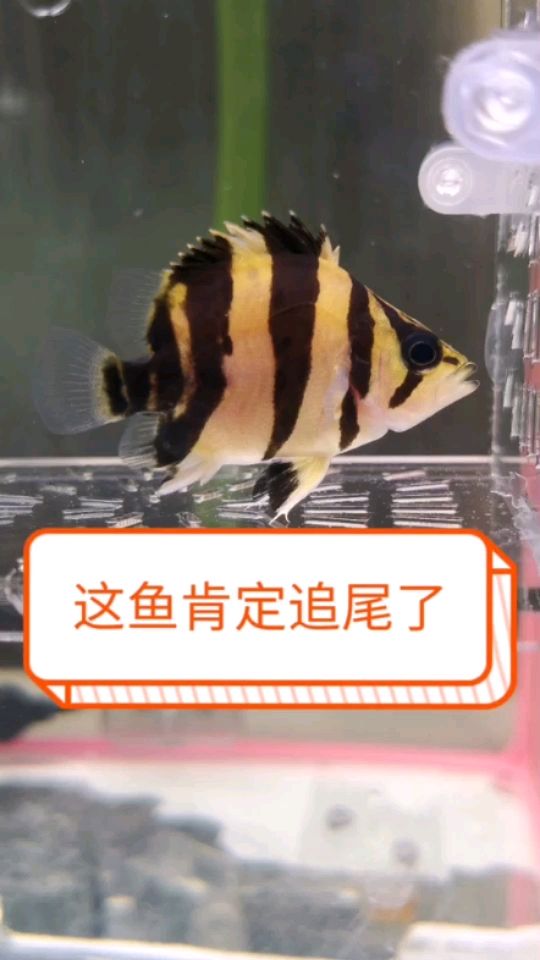 又一條新發(fā)現(xiàn) 觀賞魚論壇 第1張