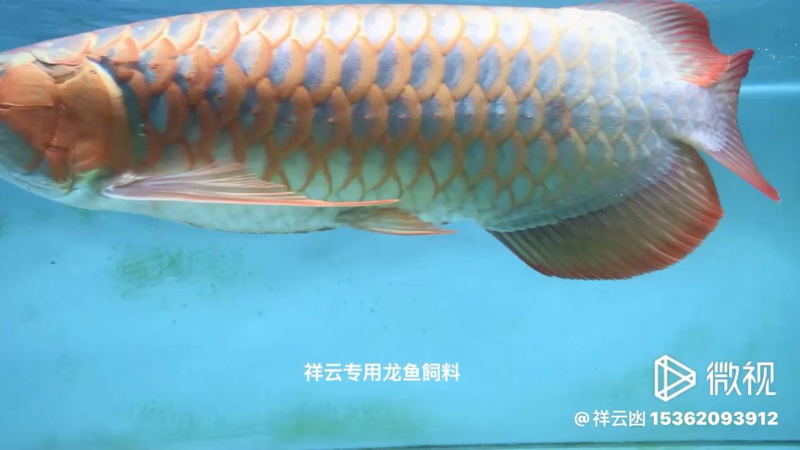 龍魚必備的專用飼料 觀賞魚論壇 第1張