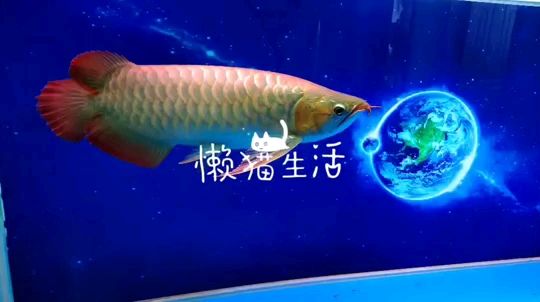 想當(dāng)年的小白條開始蛻變 觀賞魚論壇 第1張