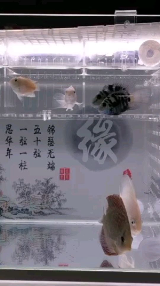 小鴻運能帶給我當頭鴻運么 觀賞魚論壇 第1張