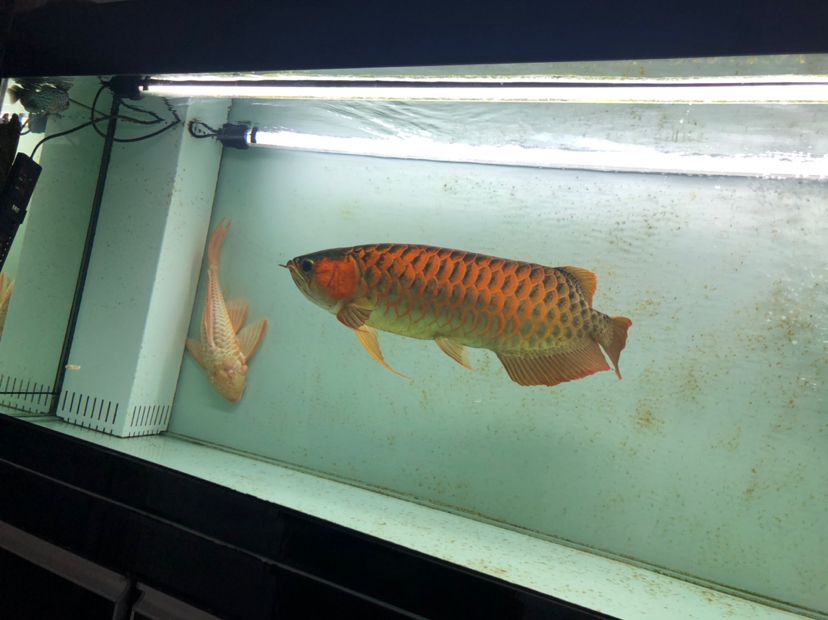 兩條超大女王35CＭ+ 觀賞魚論壇 第3張