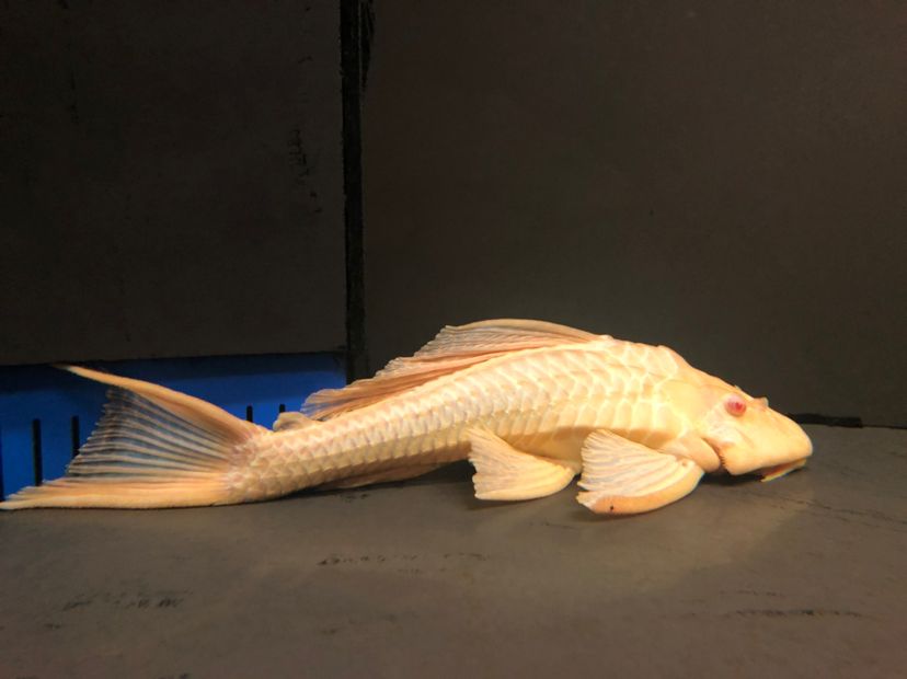 兩條超大女王35CＭ+ 觀賞魚論壇 第6張