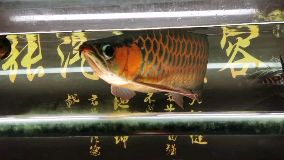 我這魚他難道就不好看嗎？ 觀賞魚論壇 第1張