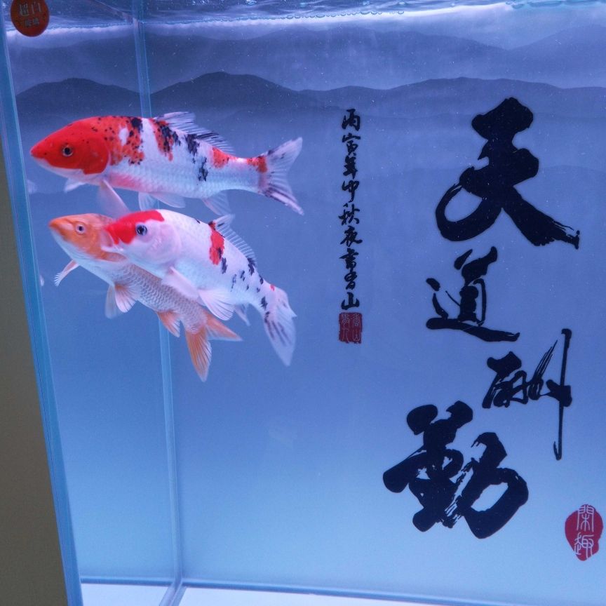 不知道算不算空氣缸 觀賞魚論壇 第2張