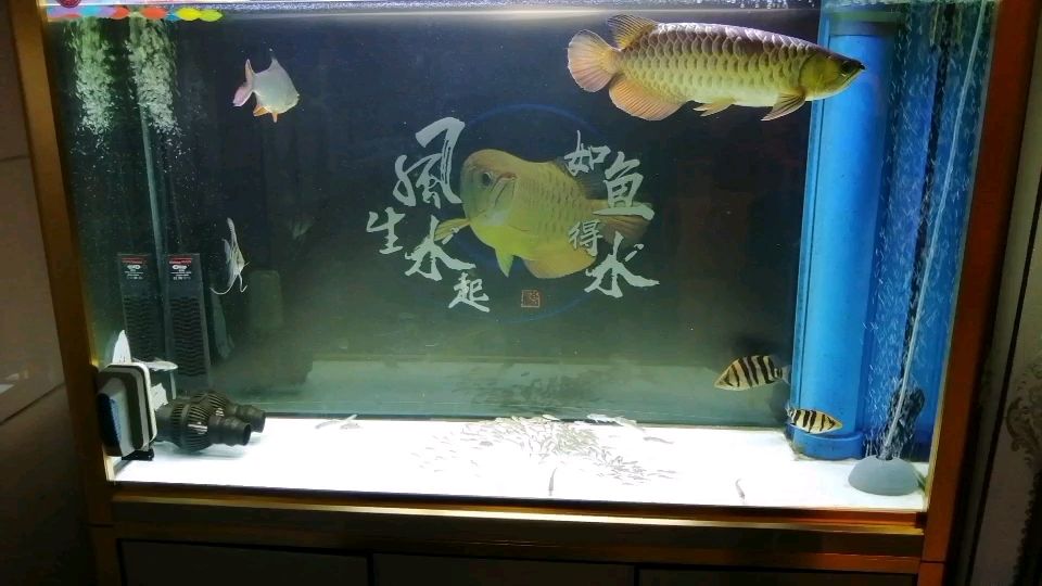 金龍魚一直以來都是這樣的狀態(tài)，沒有好轉(zhuǎn)，現(xiàn)在蝦又沒吃，是想吃面包蟲和蜈蚣[aoman][aoman][aoman] 觀賞魚論壇 第1張