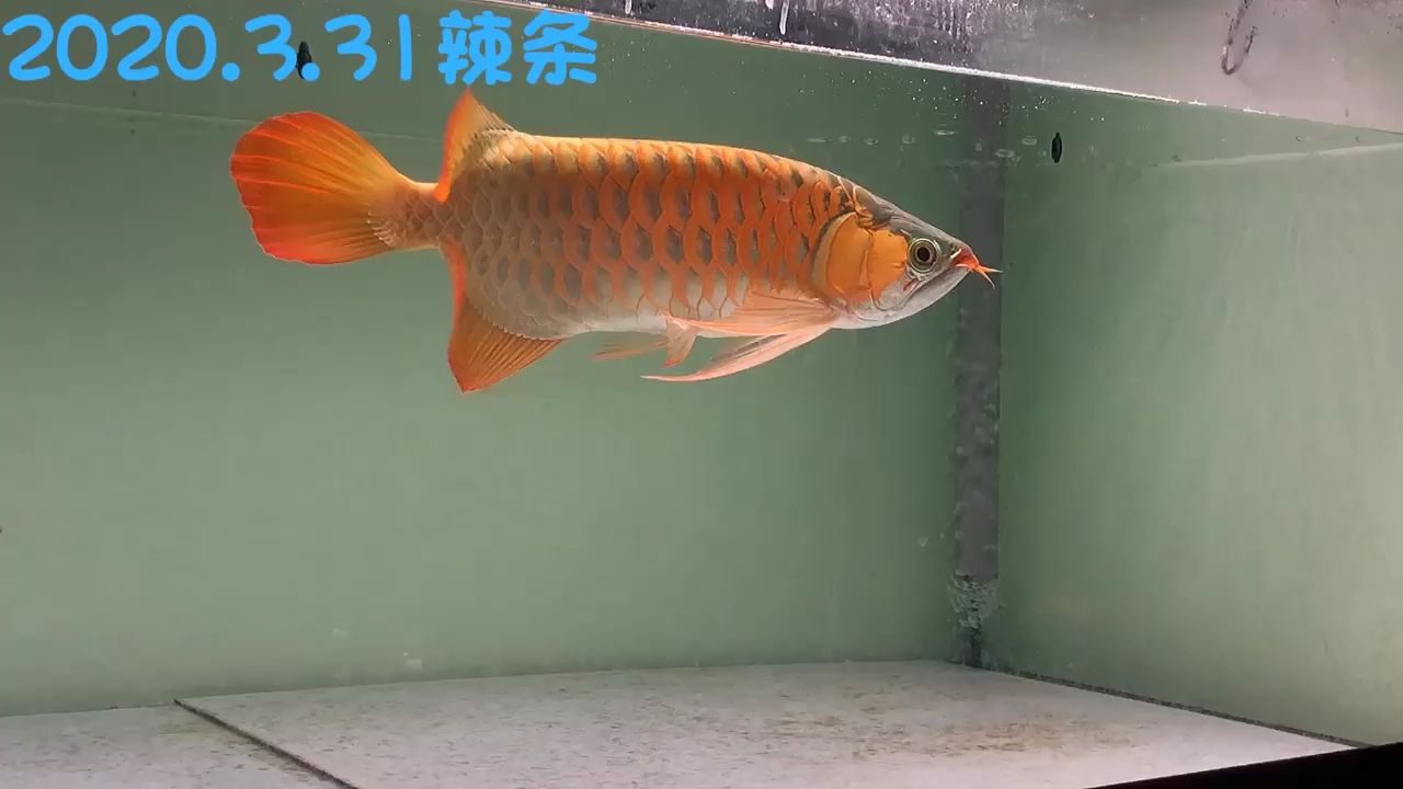 退=進(jìn) 觀賞魚論壇 第1張