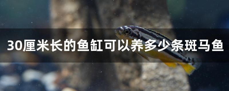 30厘米長(zhǎng)的魚缸可以養(yǎng)多少條斑馬魚