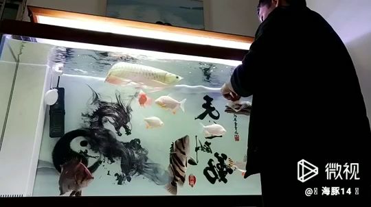 還是大雜燴好看 觀賞魚論壇 第1張